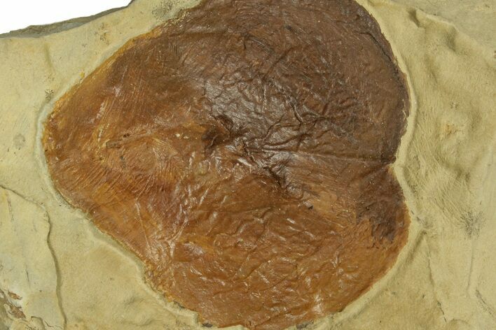 Fossil Leaf (Zizyphoides) - Montana #269403